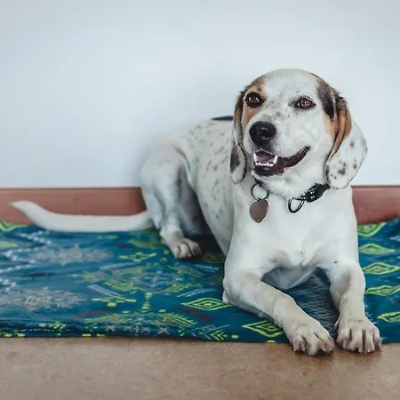 Montemezzi Hotel Vigasio